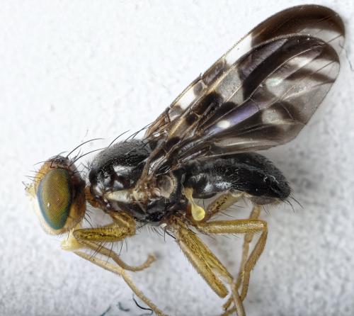 Réf. 281 422 : Euleia heraclei